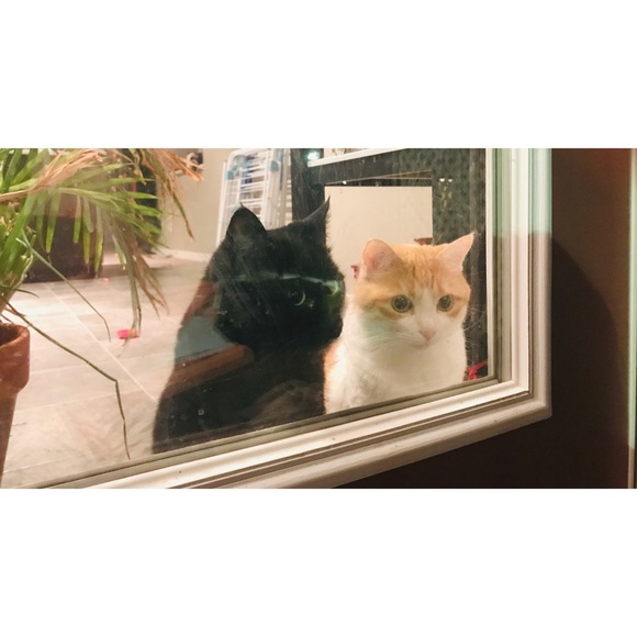 Meet your Posher, Veronica - Picture 2 of 5